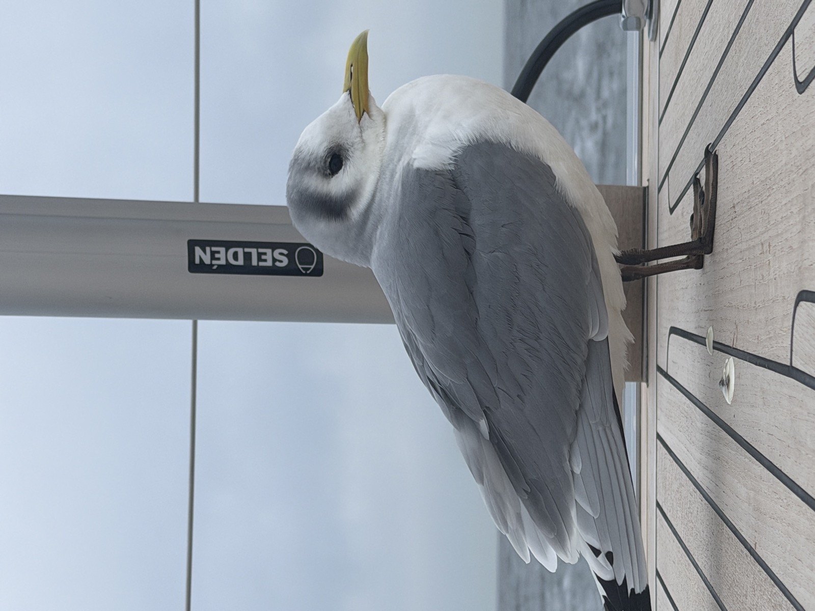 A seagull perched on the boom during the passage
