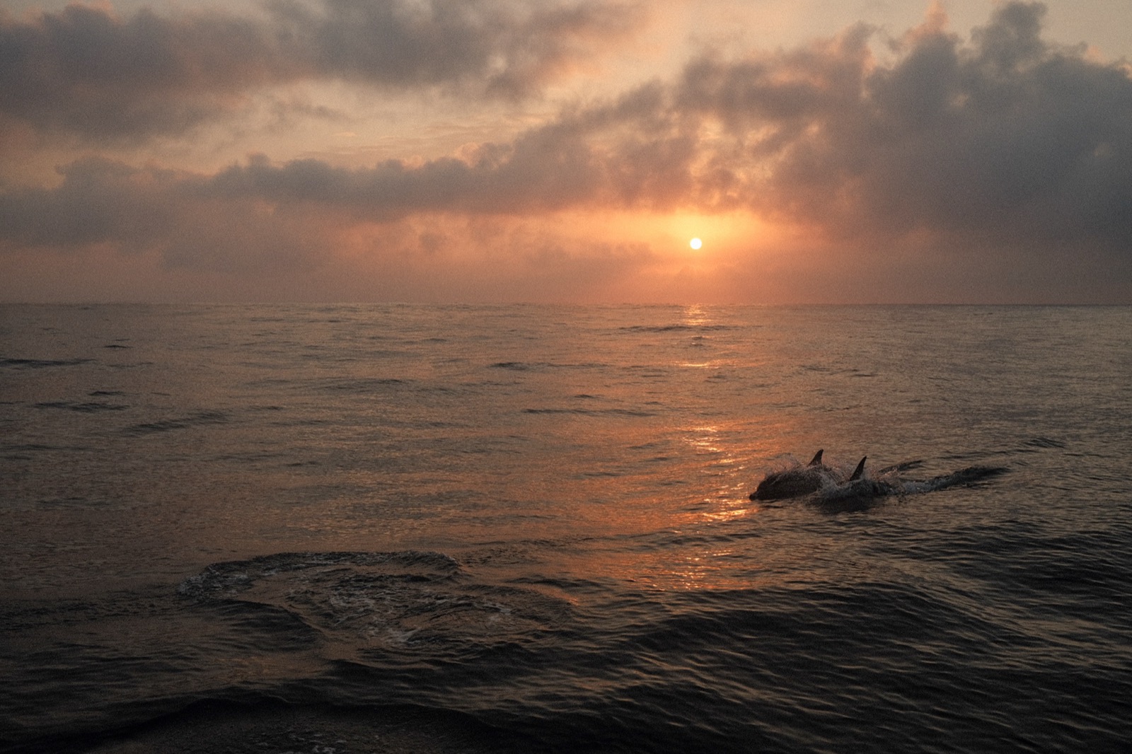 Dolphins at sunset on the last evening of the crossing