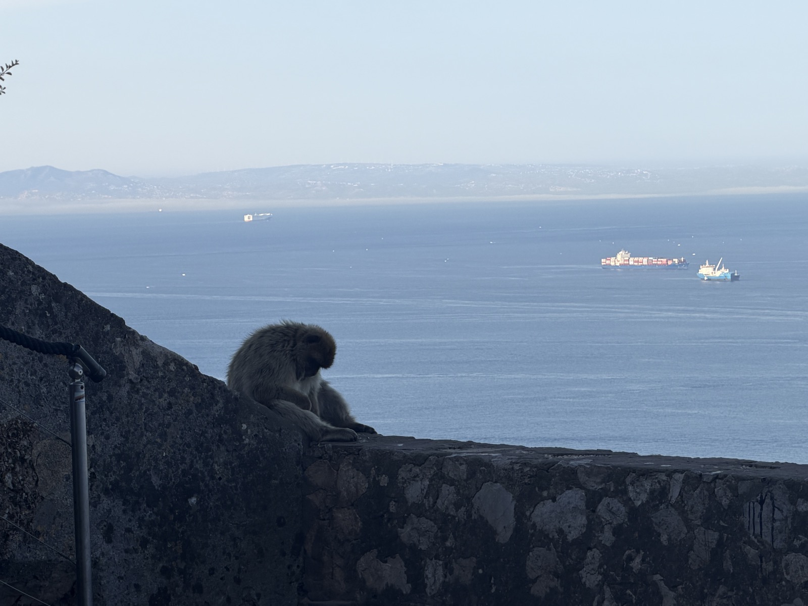 A monkey on the Rock of Gibraltar