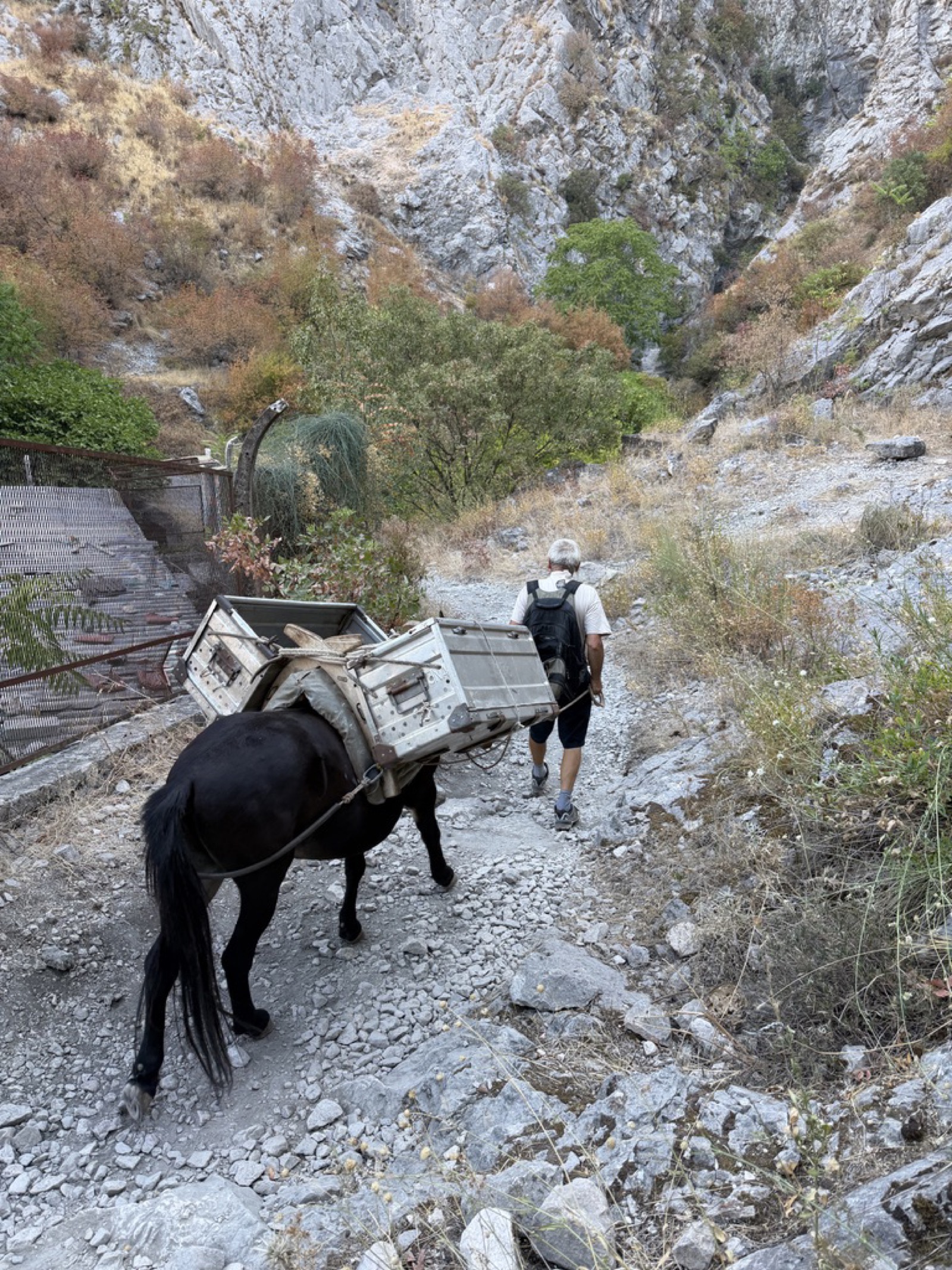A mule carrying supplies up the mountain trail from Kotor